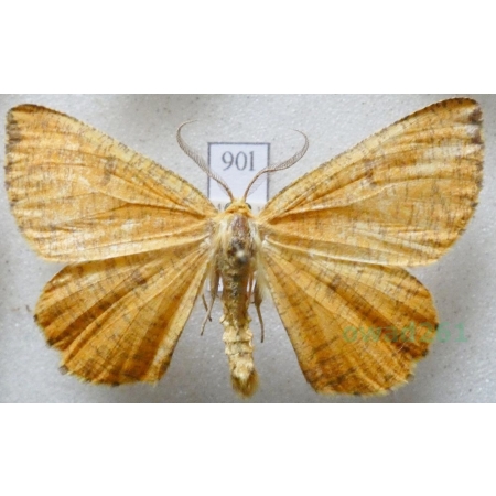 Angerona prunaria (Linnaeus, 1758) Rączyk leszczyniak Czech90l